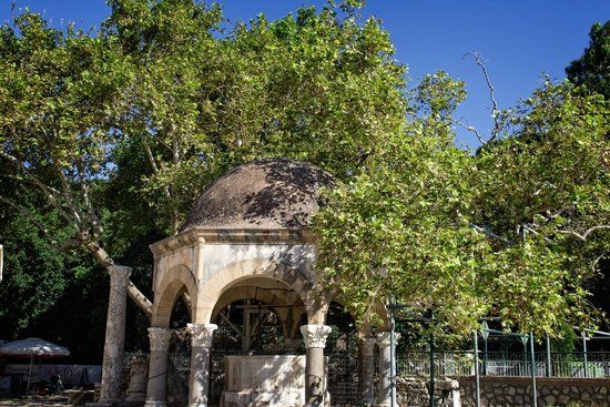 Baum des Hippocrates